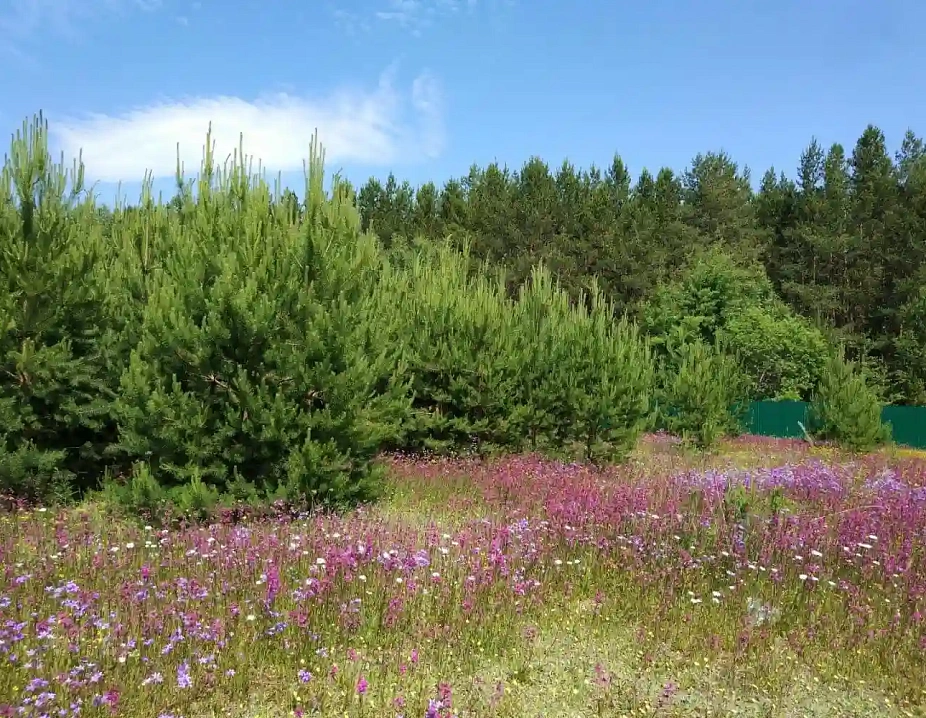 Лебяжья Поляна